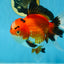 AAA Grade THICK BODY Godzilla Apache Oranda Male 6.5 inches #090525OR_07
