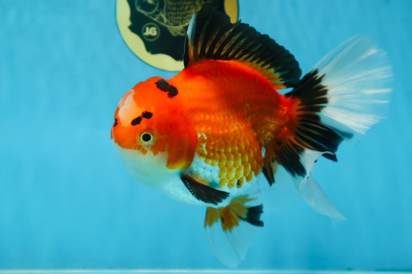 AAA Grade THICK BODY Godzilla Apache Oranda Male 6.5 inches #090525OR_07