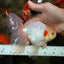 A Grade Lipsticks Red White Oranda Male 6 inches #101626OR_04