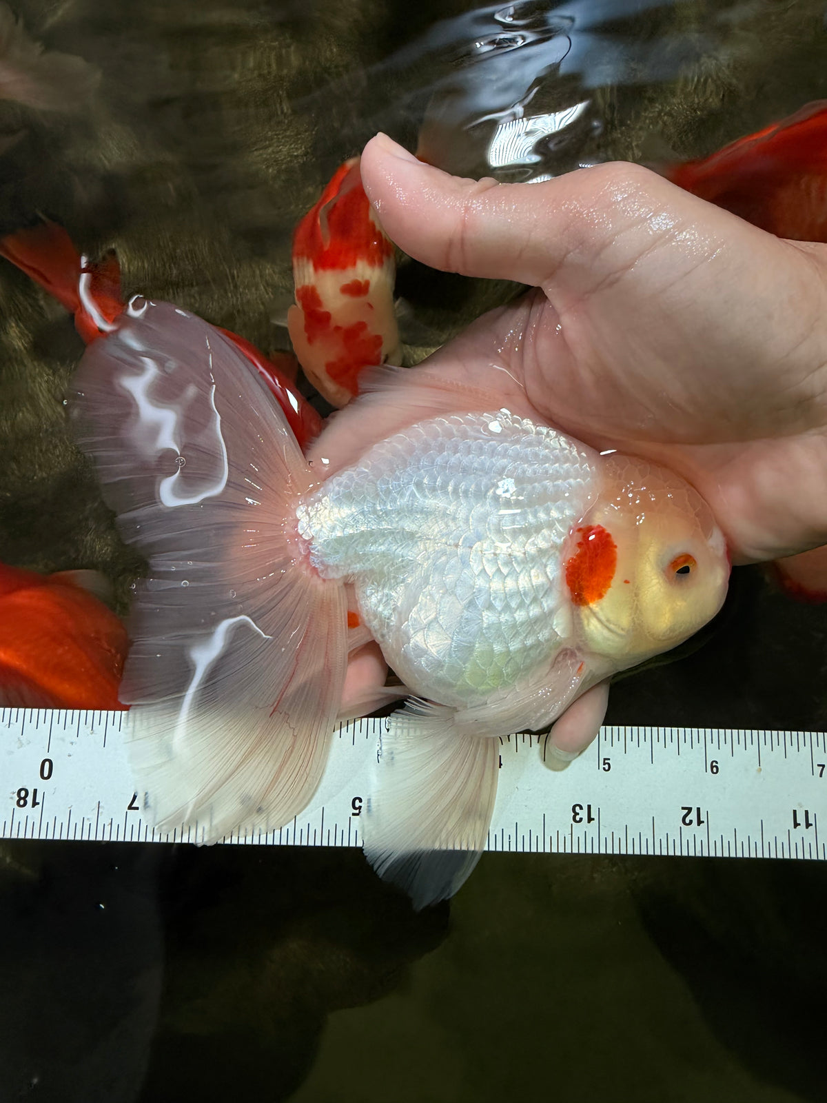 A Grade Lipsticks Red White Oranda Male 6 inches #101626OR_04