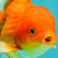 A Grade Red White Oranda Male 5.5 inches #091826OR_06