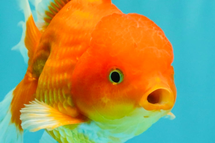 A Grade Red White Oranda Male 5.5 inches #091826OR_06