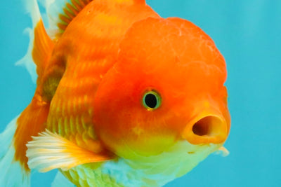 A Grade Red White Oranda Male 5.5 inches #091826OR_06