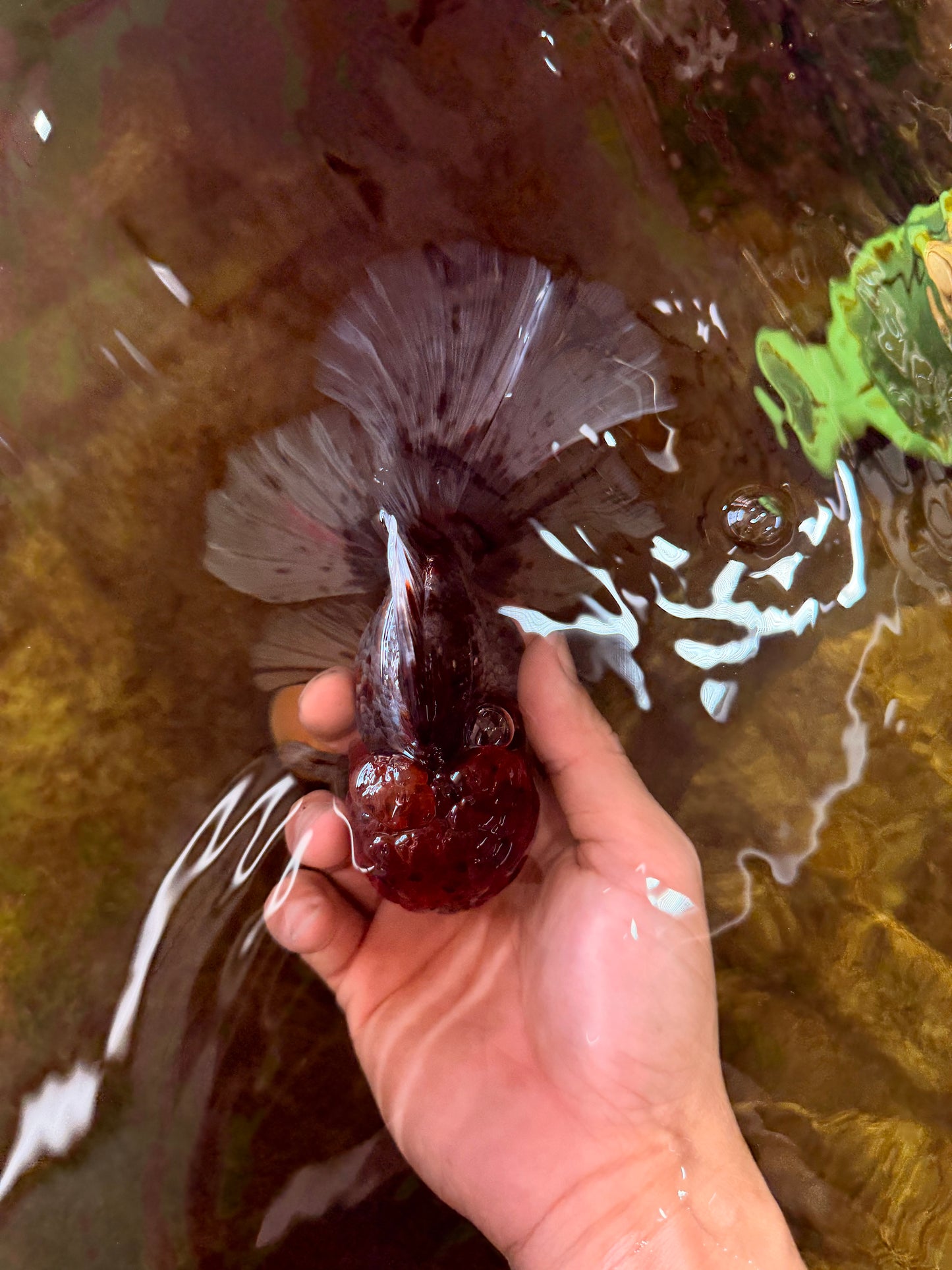 THICK BODY AAA Grade Calico Kirin Oranda Male 5.5 inches #102425OR_20