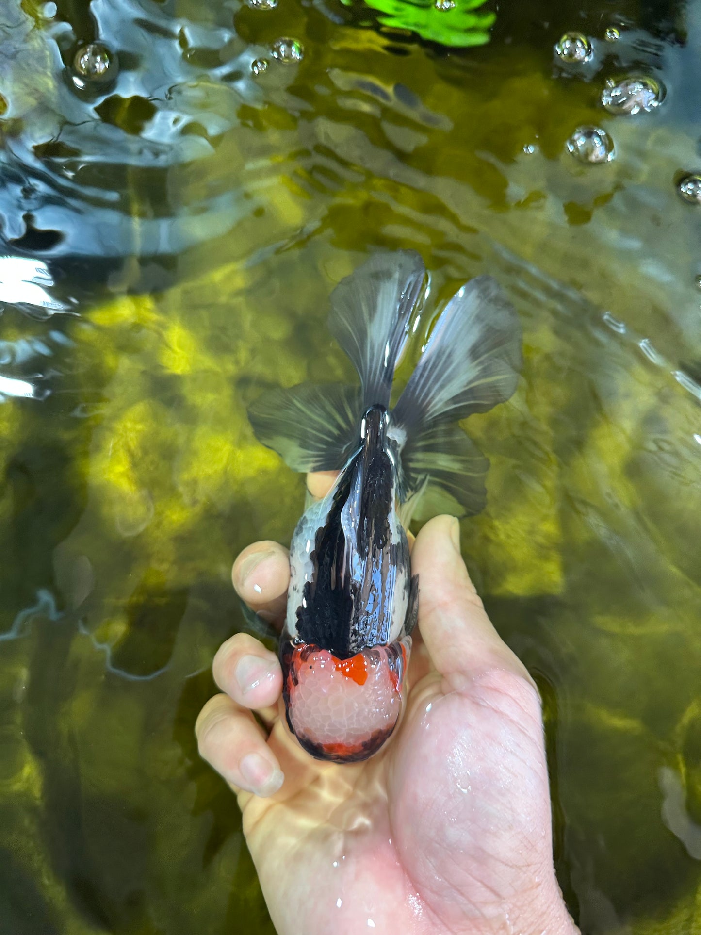 Tricolor Oranda Male 5-5.5 inches #100325OR_23