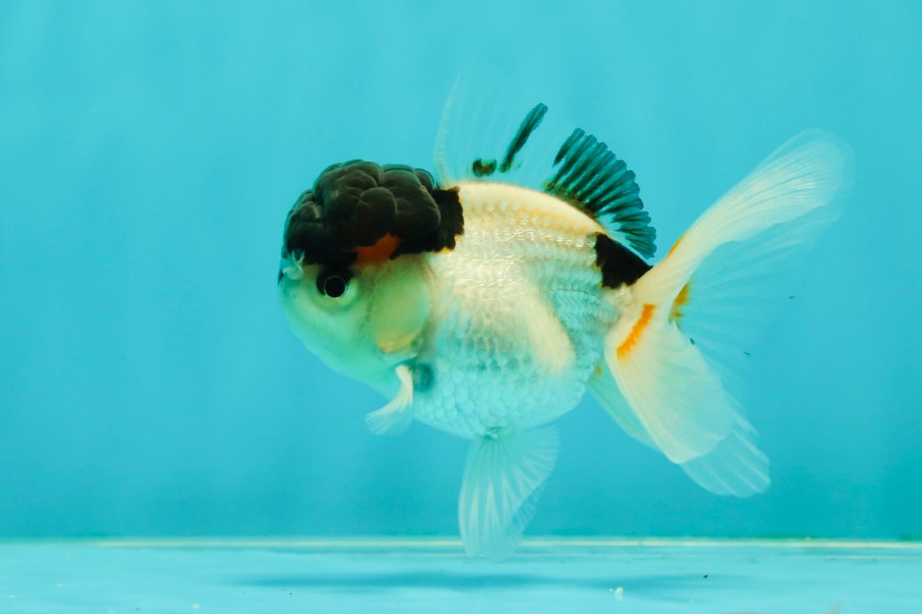 Panda Oranda Male 3.5 inches #1018OR_15