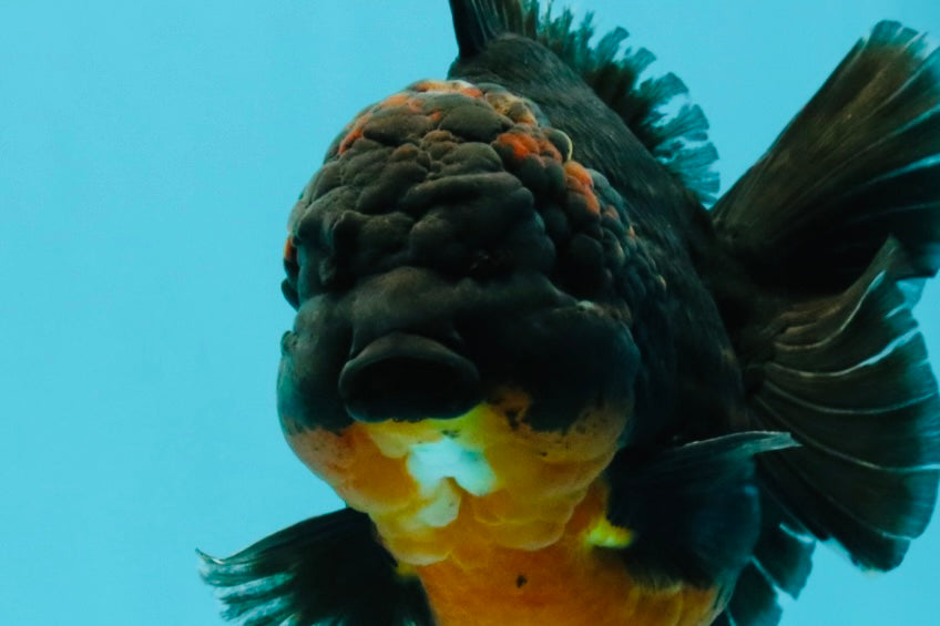 A Grade Dark Kirin Yuanbao Male 5 inches #032026YB_18