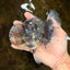 AAA Grade JUMBO Godzilla Kirin Oranda Male 5.5-6 inches #101725OR_24