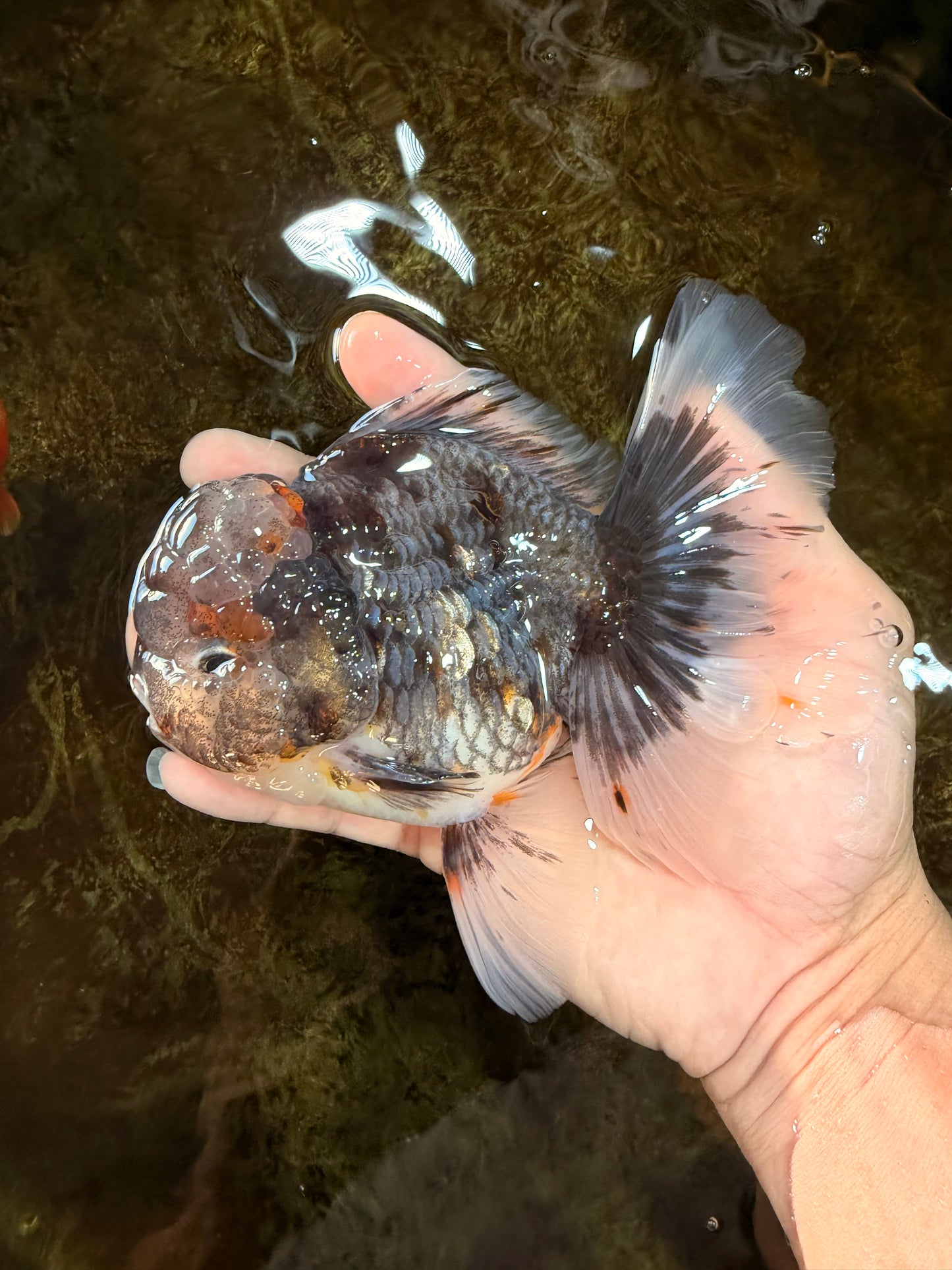 AAA Grade JUMBO Godzilla Kirin Oranda Male 5.5-6 inches #101725OR_24