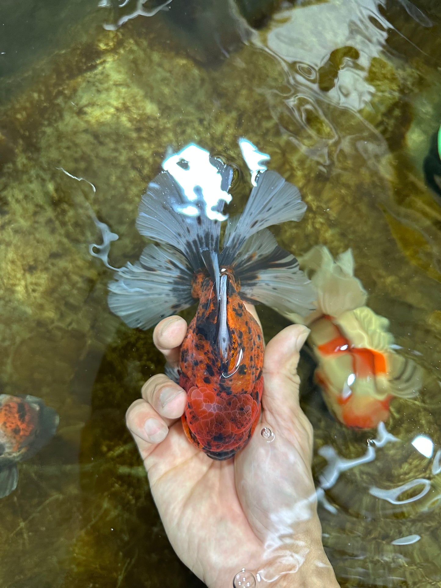 AAA Grade Young Godzilla Tiger Oranda Male 5.5 inches #080825OR_22