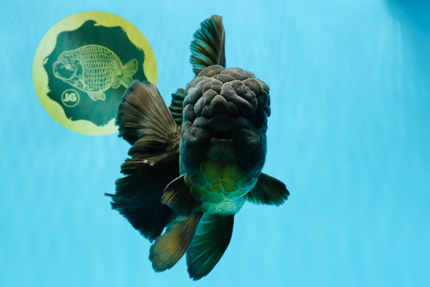 GODZILLA AAA Grade Black Oranda Male 6.5 inches #022026OR_04