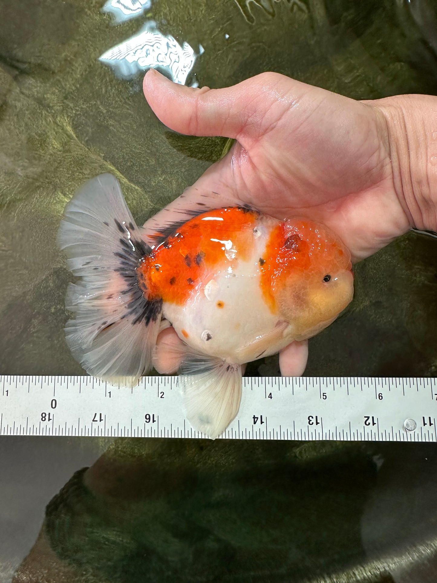 AAA BULL DOG Grade Godzilla Calico Sakura Button Eyes Oranda Male 5.5 inches #051625OR_19