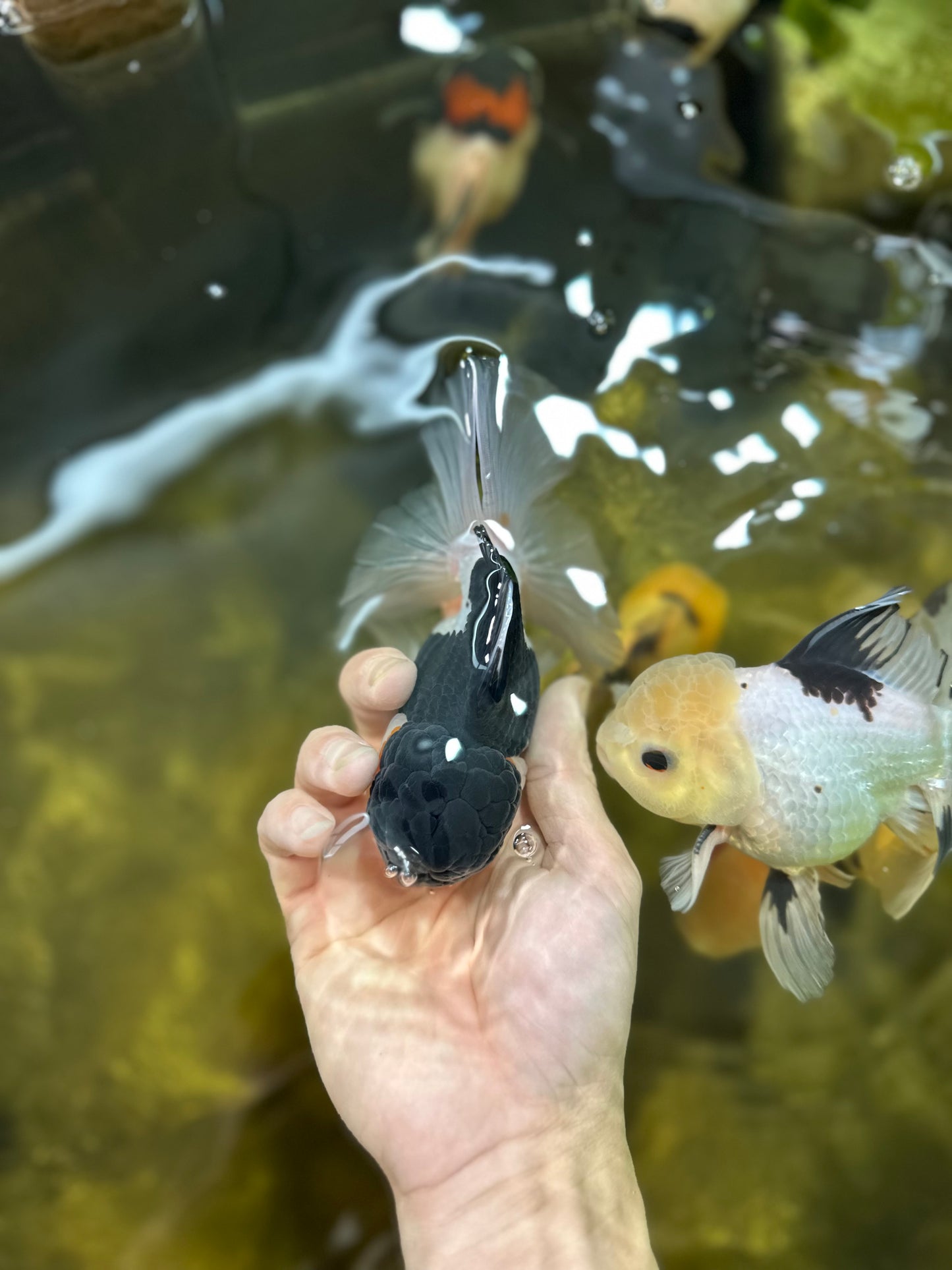 A Grade Tricolor Oranda Male 4.5-5 inches #021425OR_08