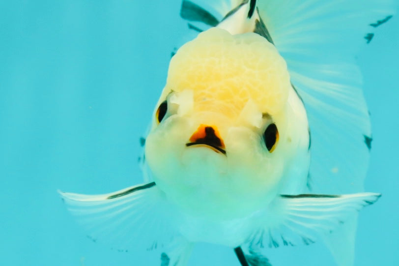 Butterfly Tail High Dorsal Fin Tricolor Oranda Female 5 inches #1018OR_19