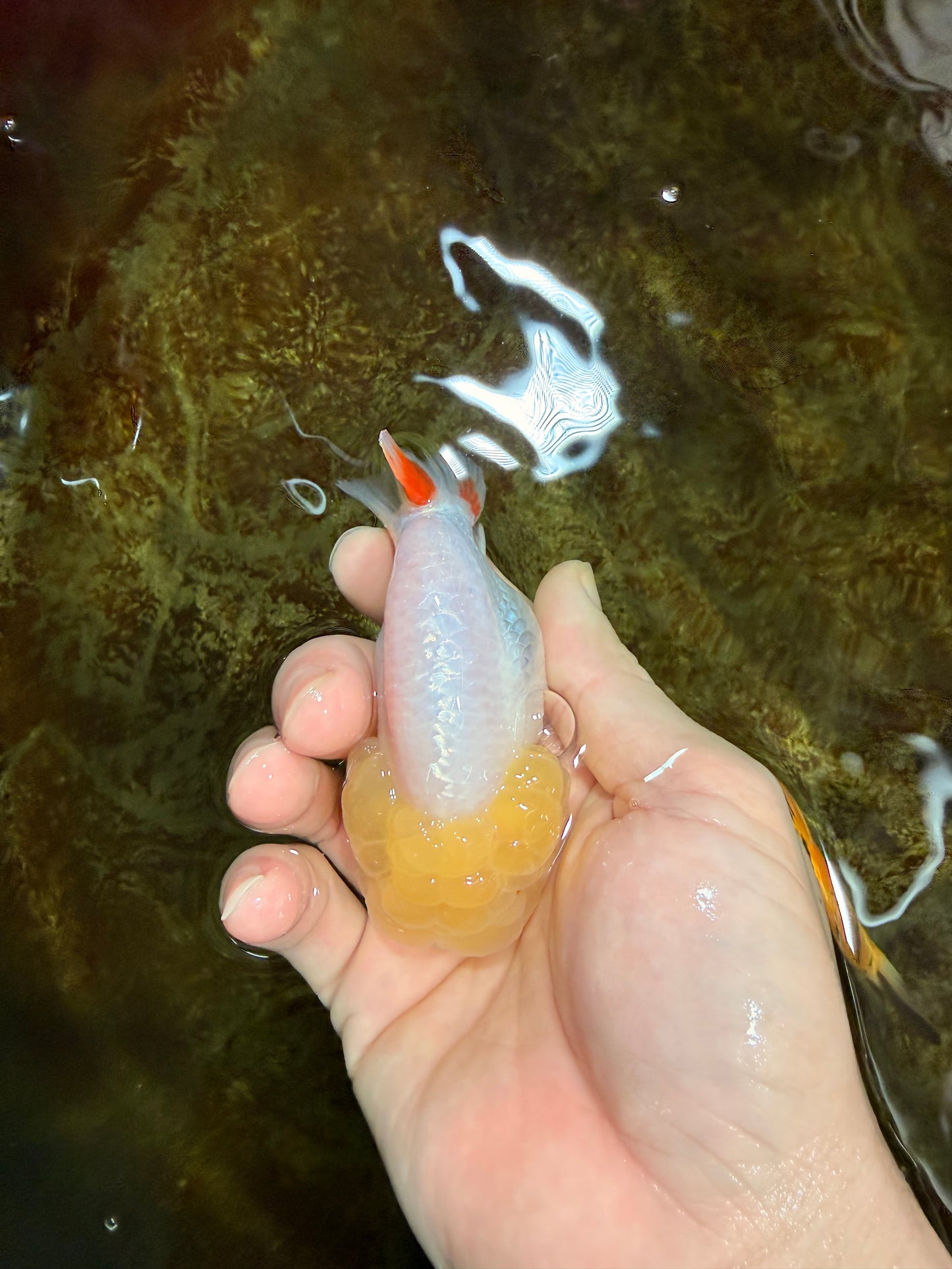 Snow White Lionchu Female 3.5 inches #121925LC_03