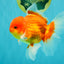 A Grade Red White Oranda Male 5.5 inches #080726OR_08