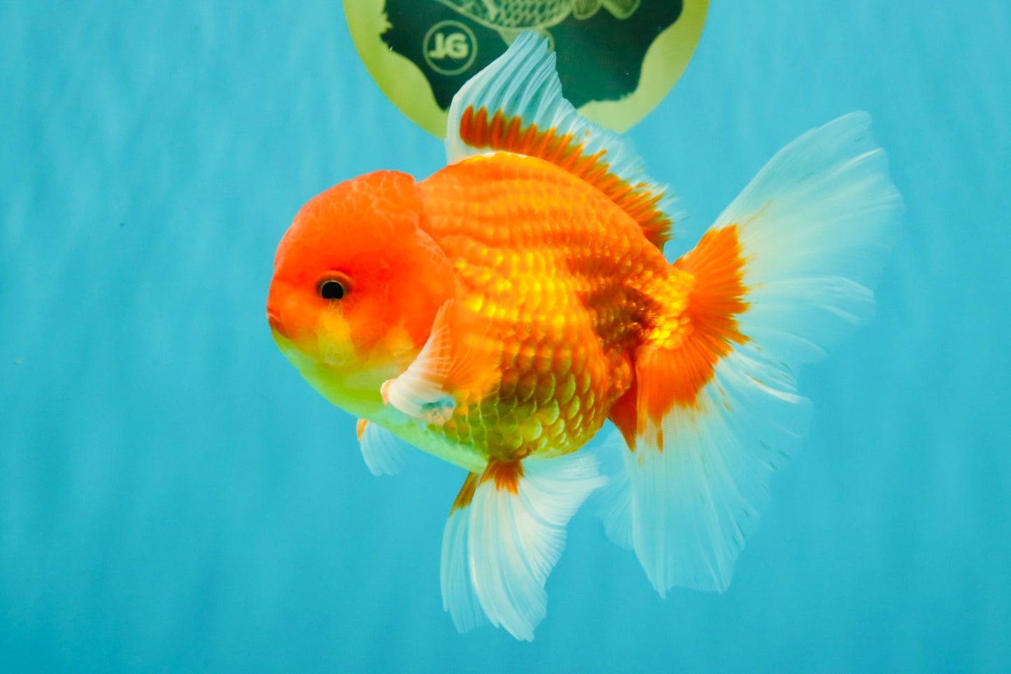 A Grade Red White Oranda Male 5.5 inches #080726OR_08