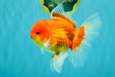 A Grade Red White Oranda Male 5.5 inches #080726OR_08