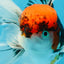 A Grade Tricolor Oranda Male 5.5 inches #060625OR_19
