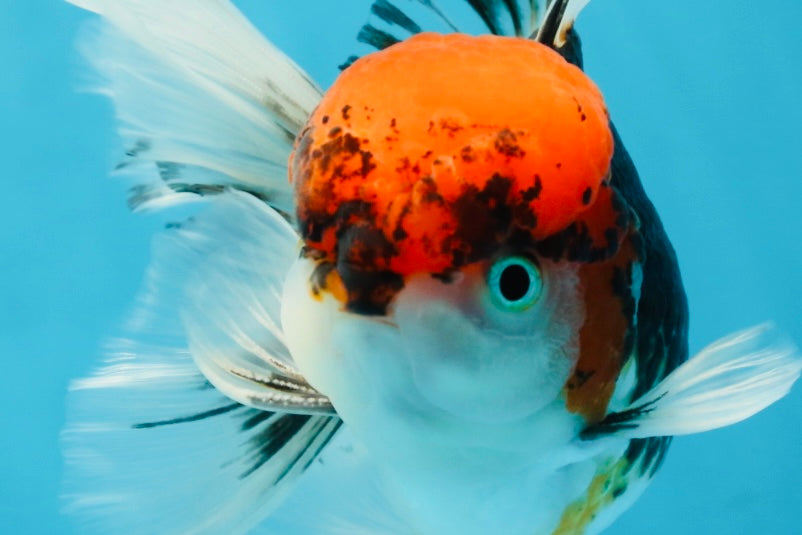 A Grade Tricolor Oranda Male 5.5 inches #060625OR_19