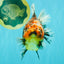 A Grade Tiger Oranda Female 5.5 inches #090426OR_07