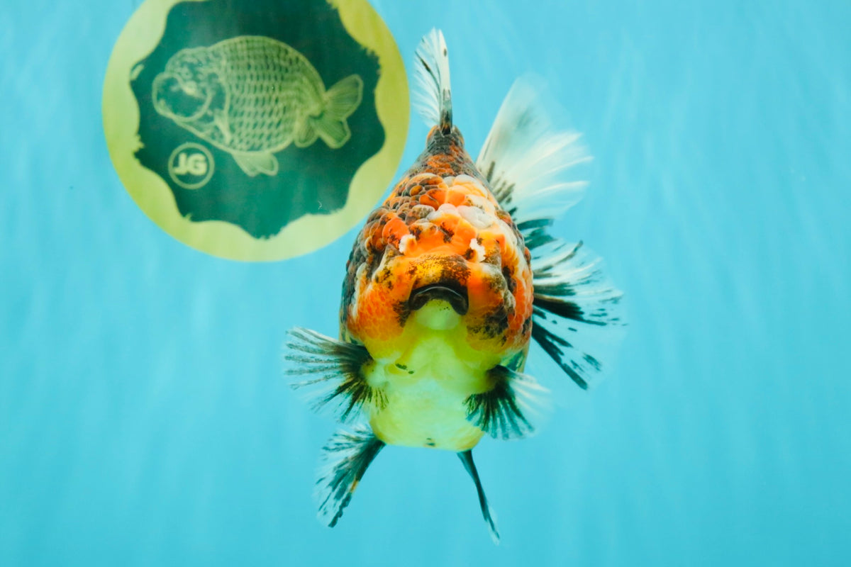 A Grade Tiger Oranda Female 5.5 inches #090426OR_07