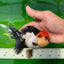 A Grade Cherry Head Tricolor Oranda Female 4.5-5 inches #0614OR_22