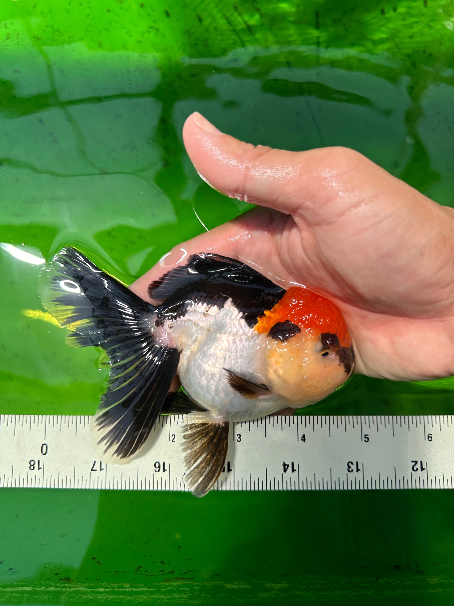 A Grade Cherry Head Tricolor Oranda Female 4.5-5 inches #0614OR_22