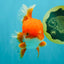 A Grade Red White Oranda Male 5.5-6 inches #041726OR_13