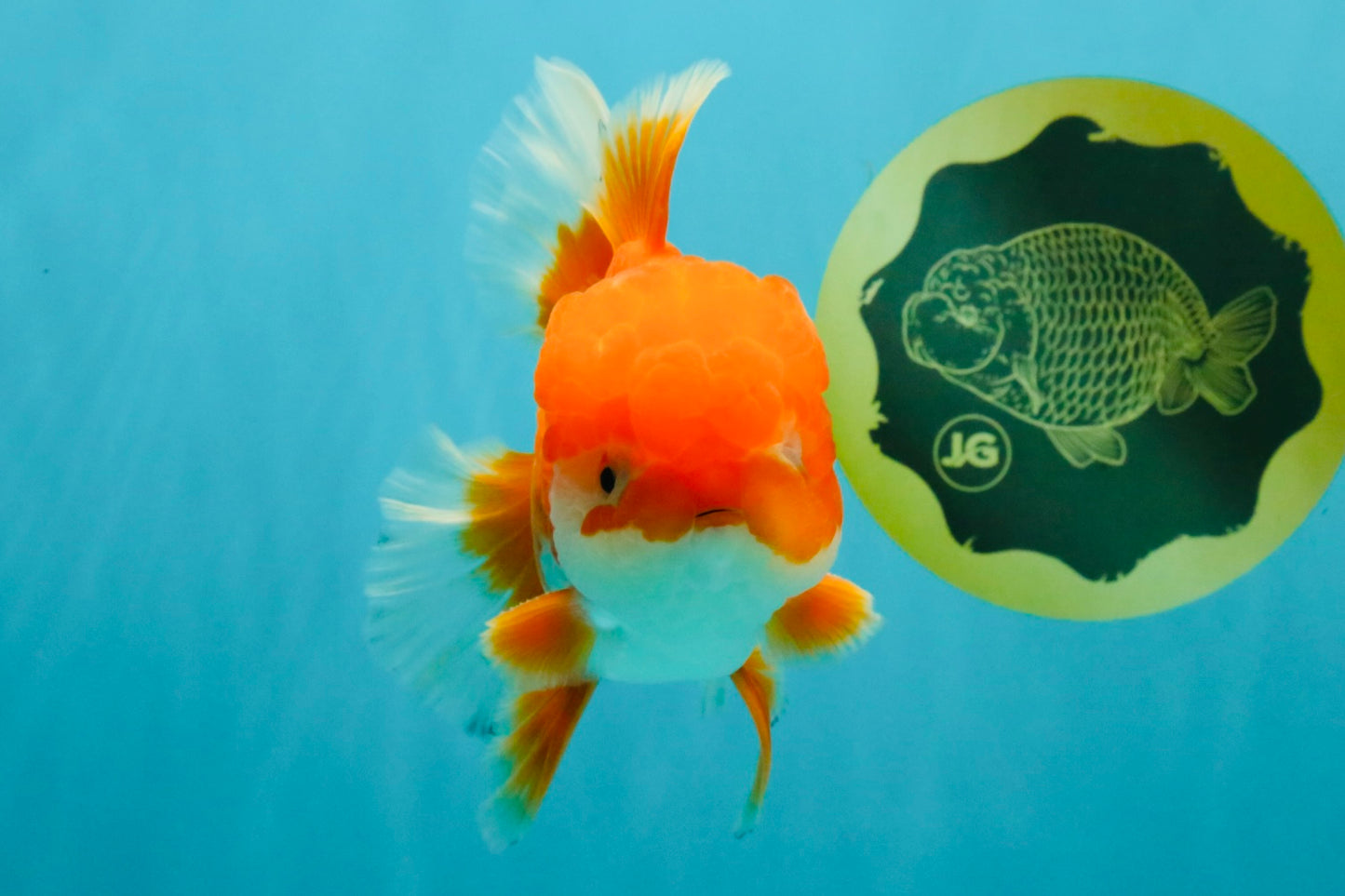 A Grade Red White Oranda Male 5.5-6 inches #041726OR_13