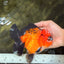 CHARLIE AAA Grade Apache Oranda Female 6 inches #071026OR_23