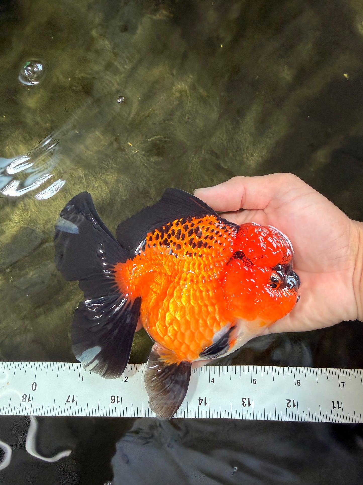 CHARLIE AAA Grade Apache Oranda Female 6 inches #071026OR_23