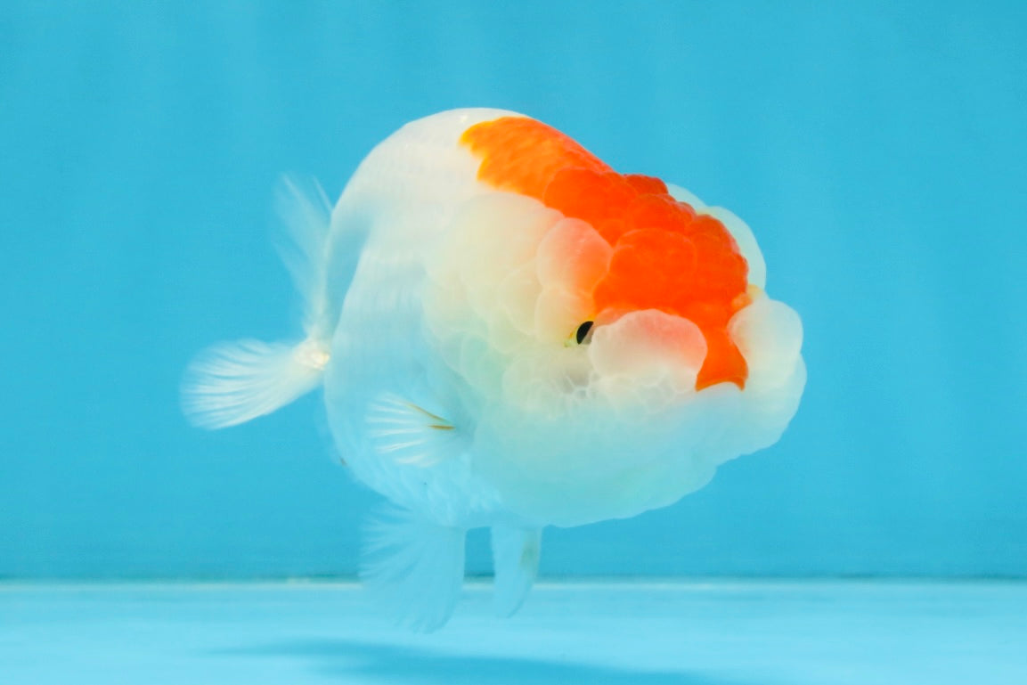 FLUFFY WEN AAA Grade Red White LionQueen 4 inches #112825LC_08