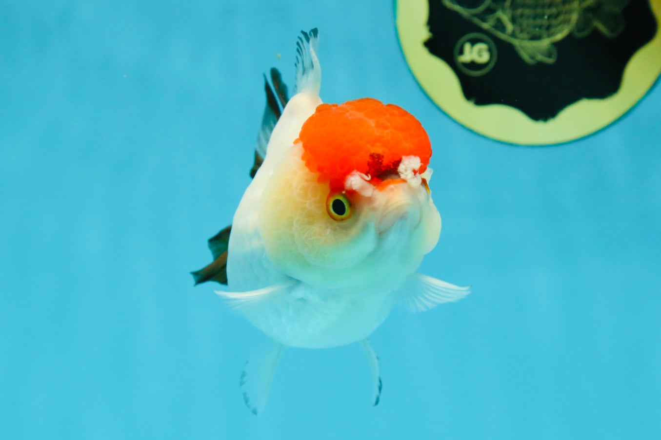 Tancho Pompom Tricolor Yuanbao Female 4 inches #050925YB_31