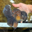 A Grade JUMBO Black Oranda Male 6.5 inches #110725OR_05