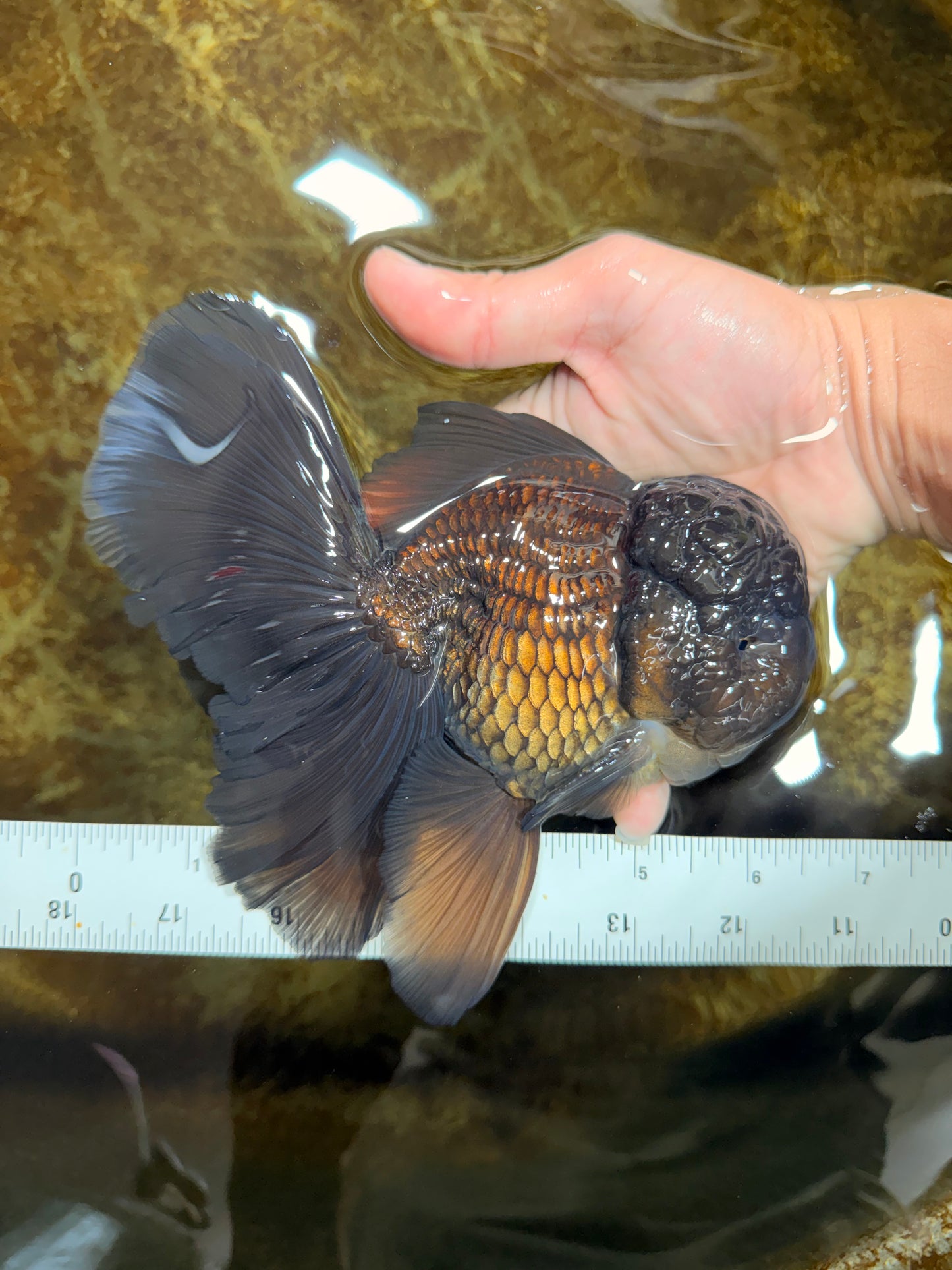 A Grade JUMBO Black Oranda Male 6.5 inches #110725OR_05