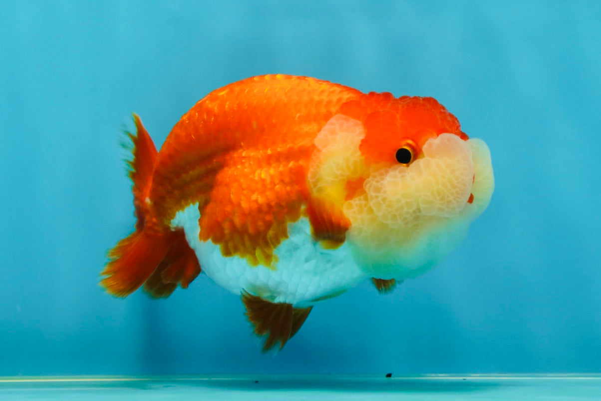 AAA Grade Peekaboo Red White LionQueen 4-4.5 inches #050925LC_15