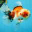 A Grade Young Godzilla Sakura Oranda Male 5.5 inches #080825OR_18