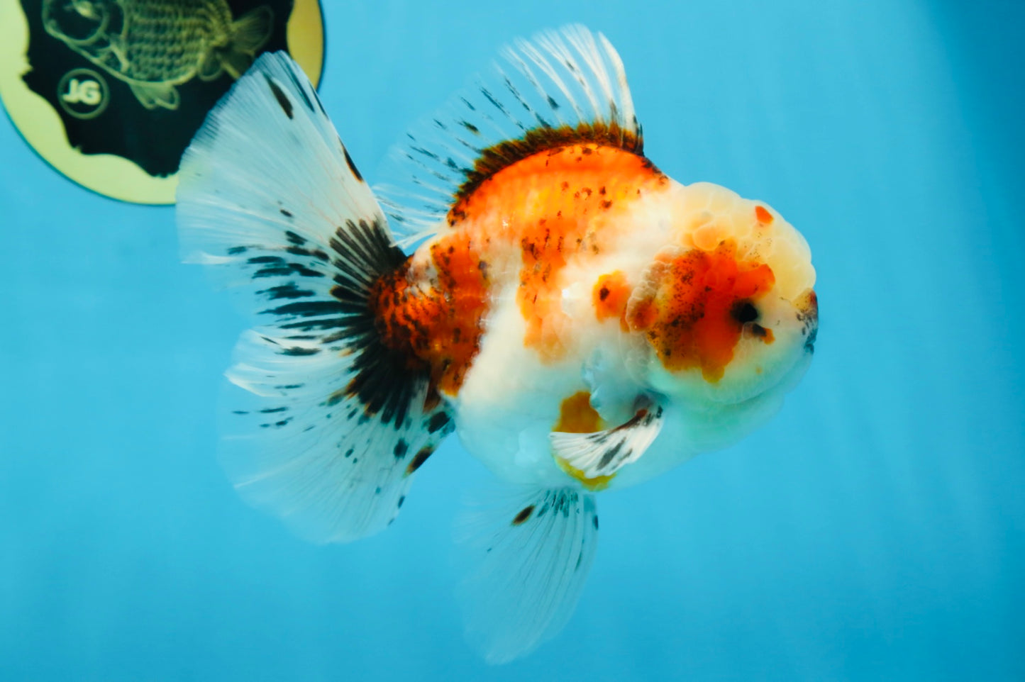 A Grade Young Godzilla Sakura Oranda Male 5.5 inches #080825OR_18