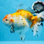 Oranda tricolor hembra de tamaño grande, grado A, 7,5 pulgadas, n.º 0706OR_09