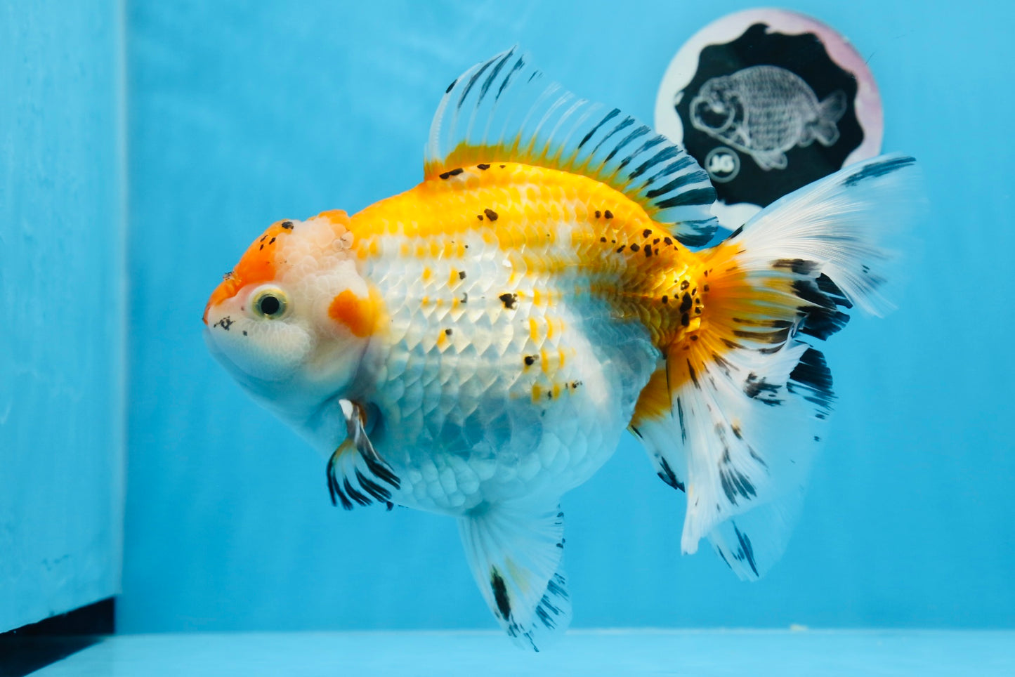 Oranda tricolor hembra de tamaño grande, grado A, 7,5 pulgadas, n.º 0706OR_09