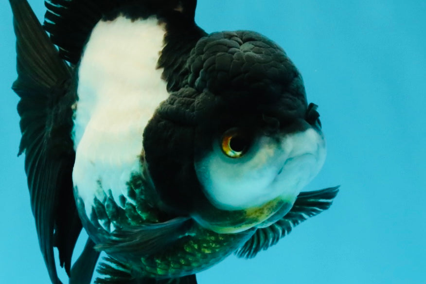 ROYAL A Grade Panda Oranda Female 5.5-6 inches #031326OR_24