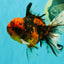 SPECIAL AAA Grade Tiger Oranda Male 6 inches #073126OR_23