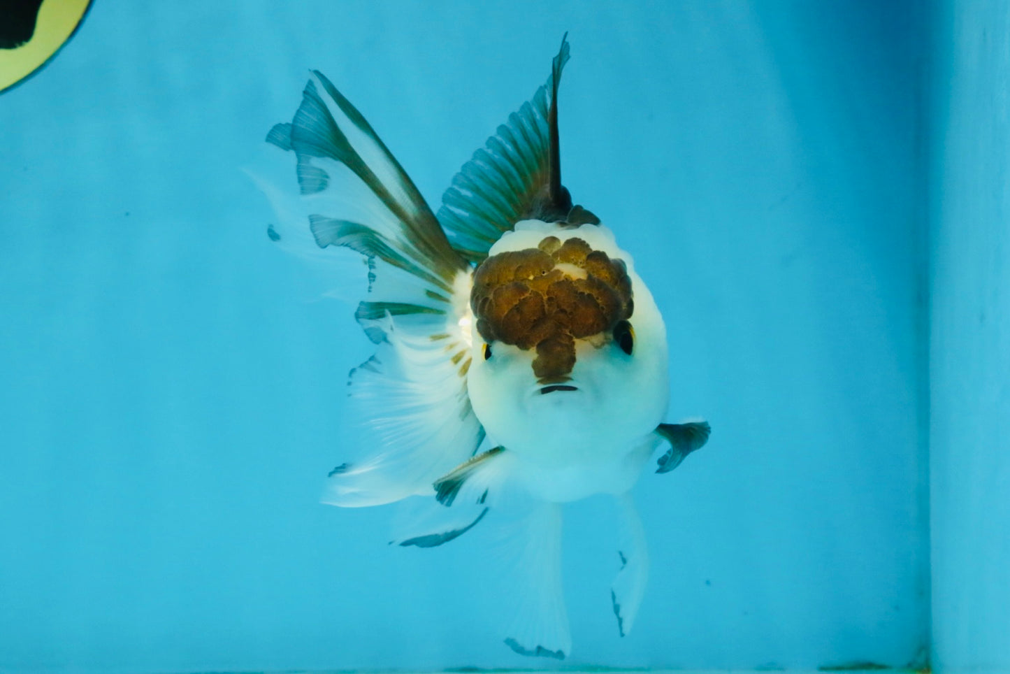 Panda Oranda Male 5-5.5 inches #112125OR_21