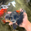 AAA Grade Kirin Jade Head Oranda Male 6 inches #070626OR_20