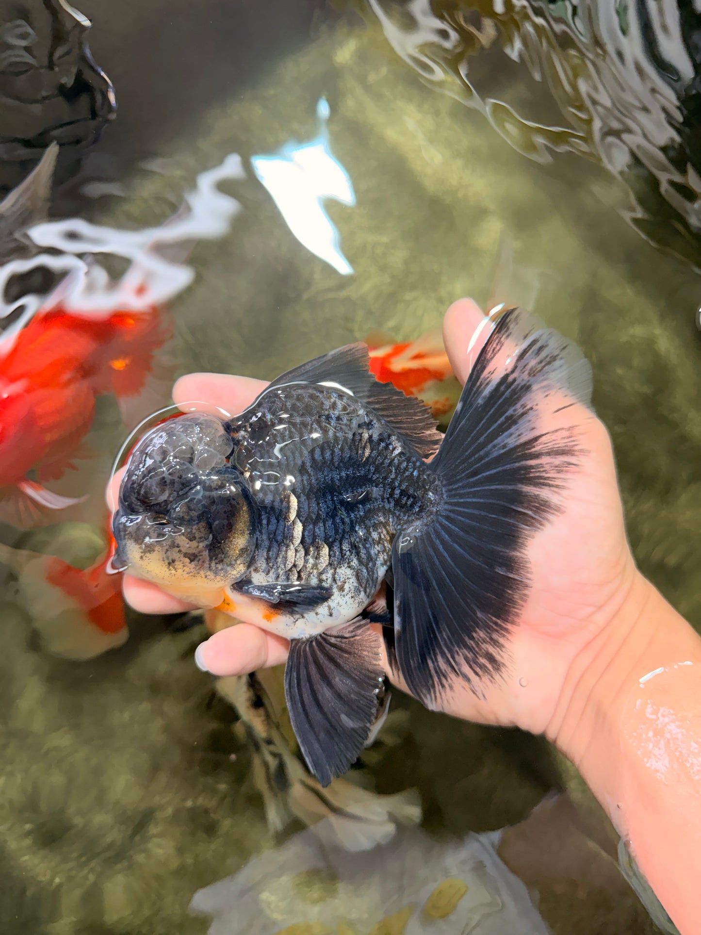AAA Grade Kirin Jade Head Oranda Male 6 inches #070626OR_20