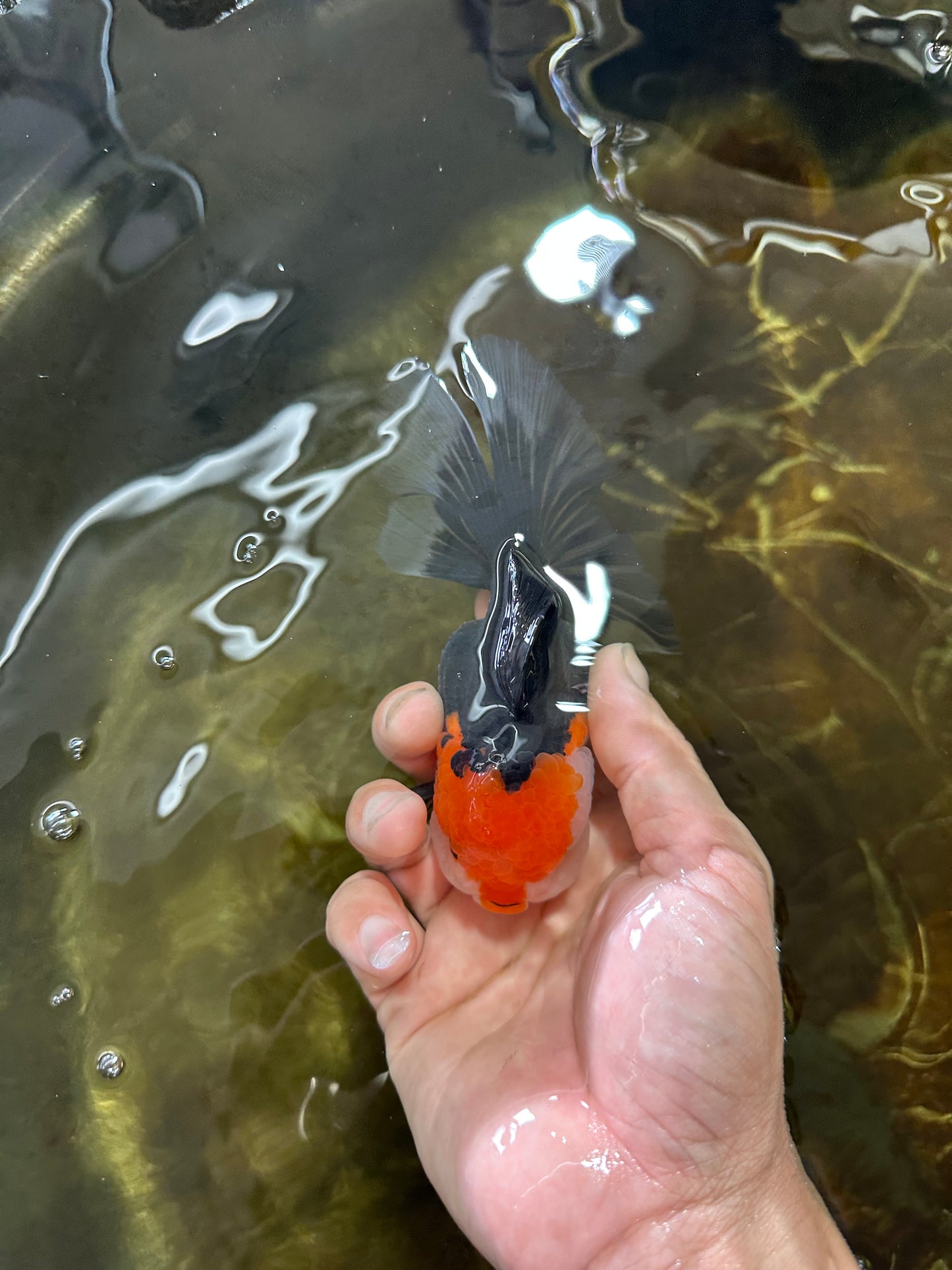 A Grade Tricolor Oranda Female 5 inches #082225OR_23