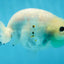 White Sakura Chinese Ranchu Female 4.5-5 inches #121225RC_04