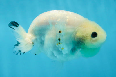 White Sakura Chinese Ranchu Female 4.5-5 inches #121225RC_04