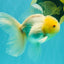 A Grade White Oranda Male 5-5.5 inches #102326OR_18
